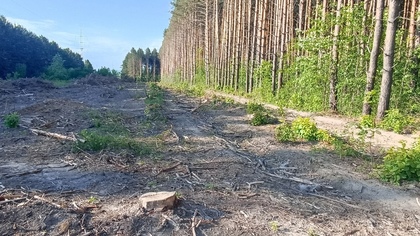 Неизвестные начали массово уничтожать деревья у кузбасского кладбища
