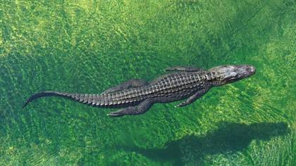 Пятиметровый крокодил напал на оседлавшего его дрессировщика в Южной Африке
