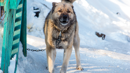 Огромная собака напугала жителей кузбасского города