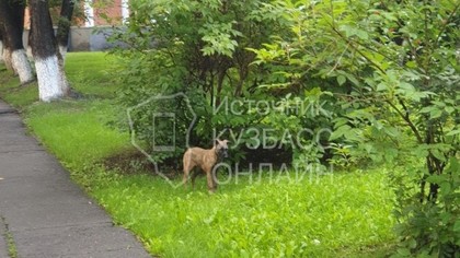 Одичавшие собаки напали на ребенка в Кузбассе