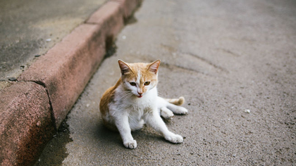 Жительница Кузбасса объявила о поиске дома для кота