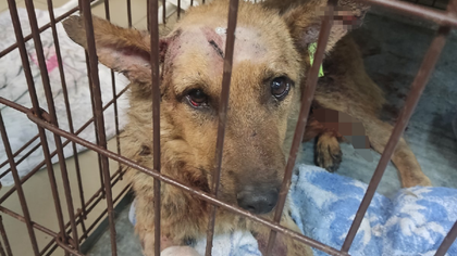 Живодеры в Новокузнецке избили собаку до полусмерти
