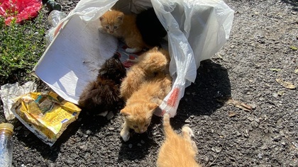 Неизвестный выбросил завязанный пакет с котятами на свалку в Кузбассе