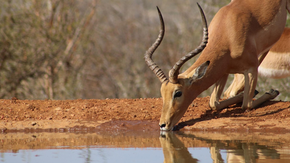 Самая большая в мире антилопа убила сотрудника зоопарка в Швеции