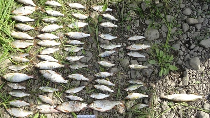 Кемеровские рыбаки попали под уголовную статью за богатый улов