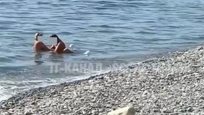 Мужчина в Сочи разбил голову другу за секс с женой на пляже