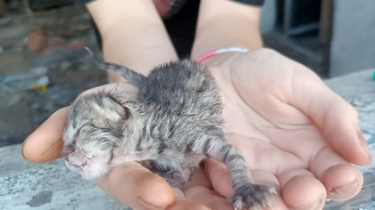 Неизвестные в Кузбассе выбросили пакет с новорожденными котятами в заброшенном здании