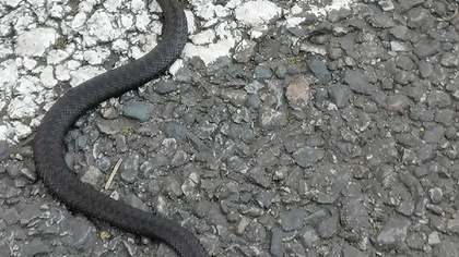 Соцсети: ядовитая змея напугала жителей кузбасского города