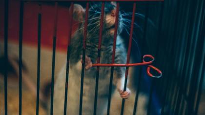 Продажа животных в зоомагазинах в РФ может попасть под запрет до конца года