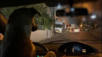 Стражи порядка задержали пустившего за руль автомобиля собаку жителя Израиля