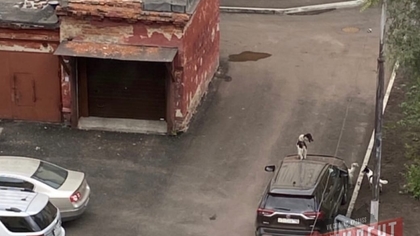 Стая бездомных собак громила припаркованную на улице иномарку в Новокузнецке