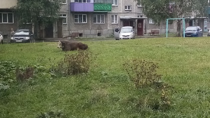 Буйные быки напали на жителя кузбасского города