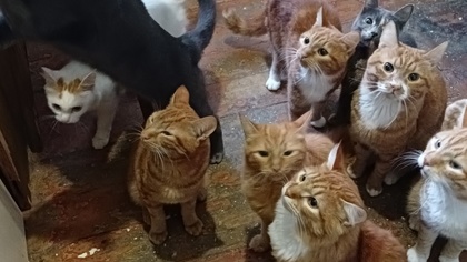 Орава кошек в доме новокузнечанки оказалась на грани смерти