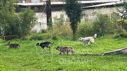 Бродячие псы запугали детей и взрослых в Новокузнецке 