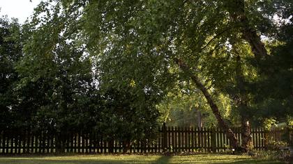 "Это был ритуал": жительница Великобритании тайно похоронила отца на заднем дворе