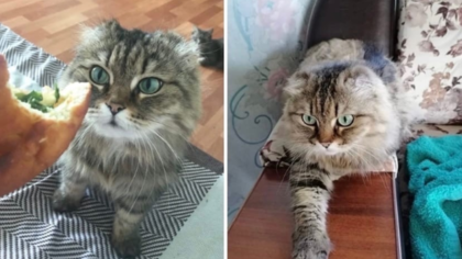 Кемеровчанка пообещала большую награду за пропавшую кошку с отмороженными ушами
