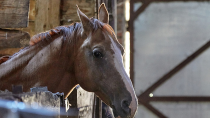 Лошадь проломила голову восьмилетней москвичке