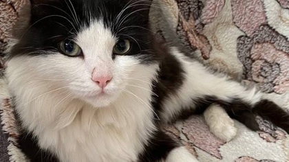 «Starter pack идеального друга»: кемеровский кот ищет дом 