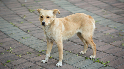 Собака погибла под колесами кузбасского автолюбителя