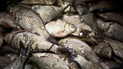 Массовая гибель речной рыбы произошла во Владимирской области