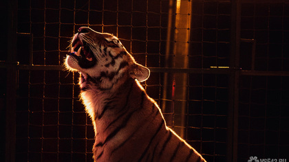 Тигр убил пьяного мужчину в национальном парке в Индии 