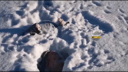 Житель Новосибирской области нашел труп со съеденными руками и волосами