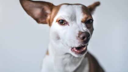 Российский ветеринар рассказал о причинах постоянного лая собак в квартире