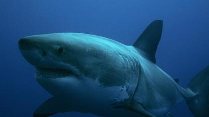 Турист из Австралии погиб после встречи с акулой в Новой Каледонии