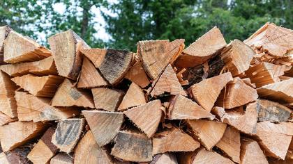 Житель ЕАО заплатит сотни тысяч рублей за вырубку деревьев