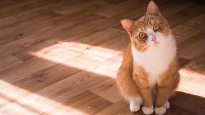 Полуголый стример из Свердловской области издевался над своим котом ради популярности
