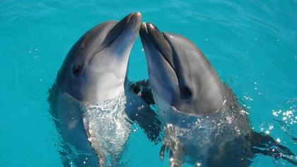 Около тысячи дельфинов погибло у берегов Франции