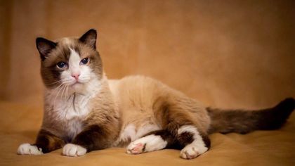 Умер самый старый сиамский кот России