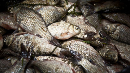 Бразильские ученые рассказали о лечении астмы с помощью яда рыбы