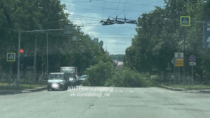 Дерево рухнуло на проезжую часть в Новокузнецке