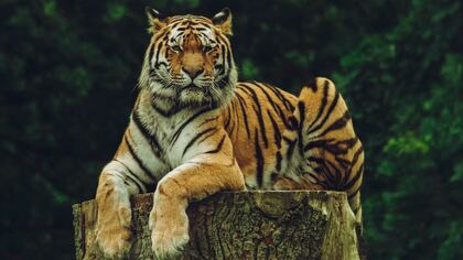 Истощенный амурский тигр набросился на лесозаготовителя в Хабаровском крае