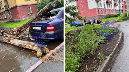 Рухнувшее дерево повредило иномарку в Новокузнецке