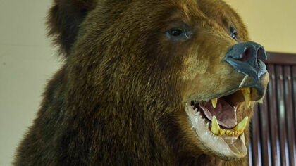  Медведь напал на домашний скот в одном из поселков Кемеровской области
