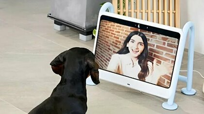 Инженеры из Южной Кореи создали телевизор для собак