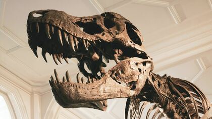 Британские археологи обнаружили на острове Уайт окаменелость динозавра размером с курицу 