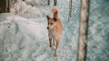 Власти Бурятии приняли закон об эвтаназии безнадзорных собак