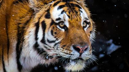 Специалисты поймали растерзавшего собак амурского тигра в Приморье