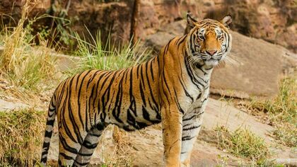Трое жителей Хабаровского края попали под суд за незаконную добычу амурского тигра