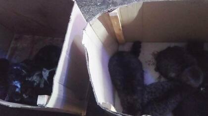 Более десяти котов оказались в горящем складе в Симферополе