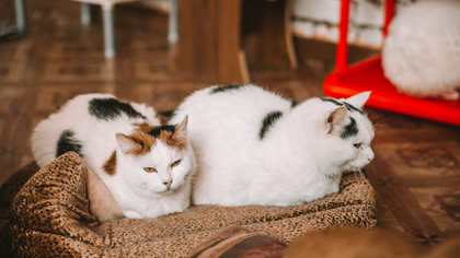 Инвалид из Томска 32 года жил в замусоренной квартире с 29 кошками