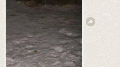 Соцсети: неизвестный отравил нескольких собак в кемеровском селе