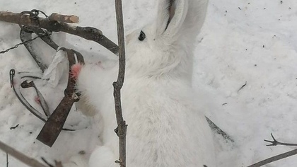 Ушастый обитатель кузбасской тайги лишился лапки из-за браконьера