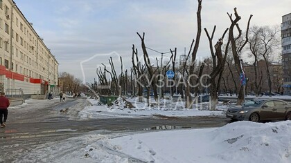 Улица приобрела пугающий вид из-за обрезки деревьев в Новокузнецке