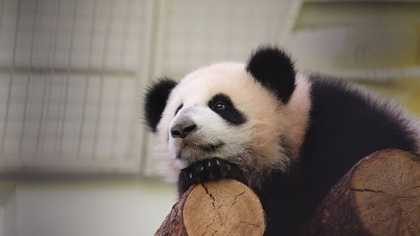 Московский зоопарк рассказал о возвращении панды Катюши в Китай