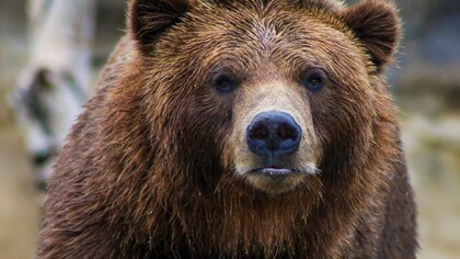 Житель Новосибирска наткнулся на медведя во время прогулки с собакой