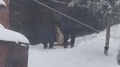 Зверская расправа над собакой в Кузбассе попала на видео